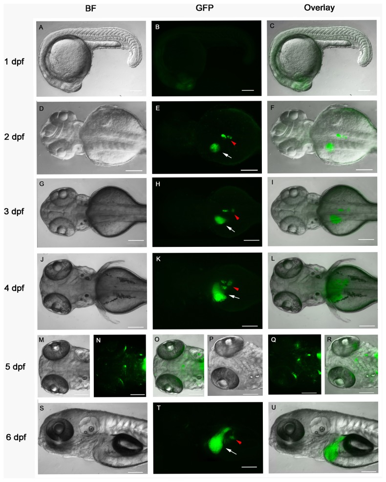 Figure 5