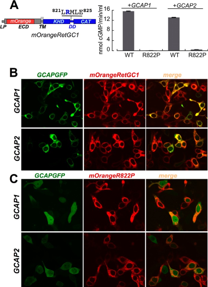 FIGURE 1.