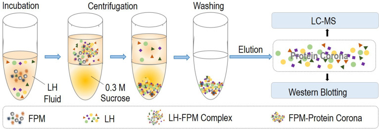 Figure 4—figure supplement 1.
