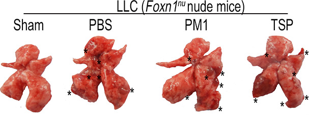 Figure 1—figure supplement 9.