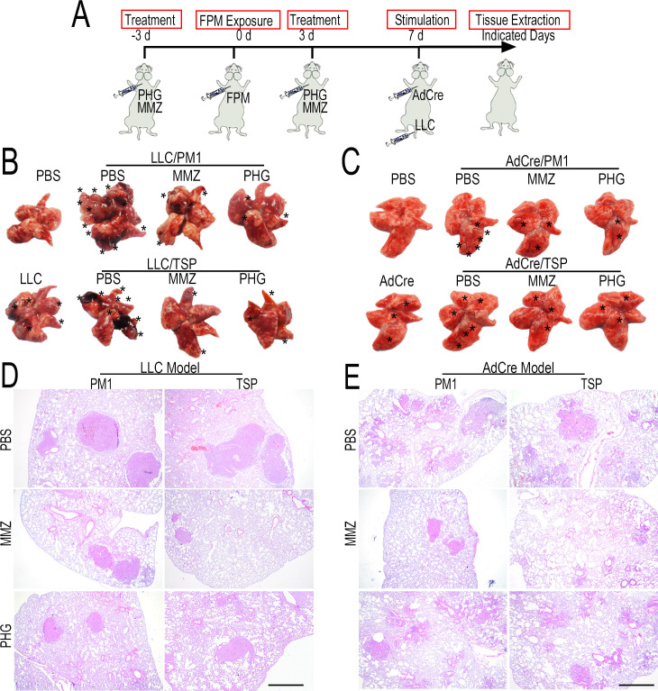 Figure 5—figure supplement 8.