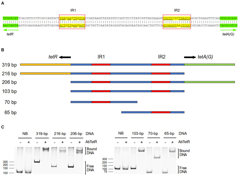 FIGURE 2