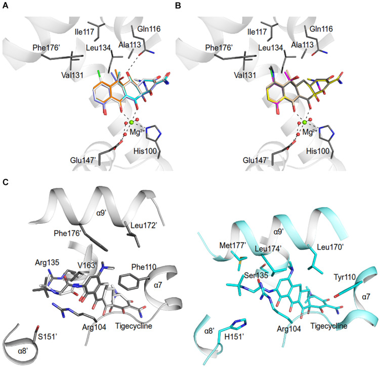 FIGURE 7