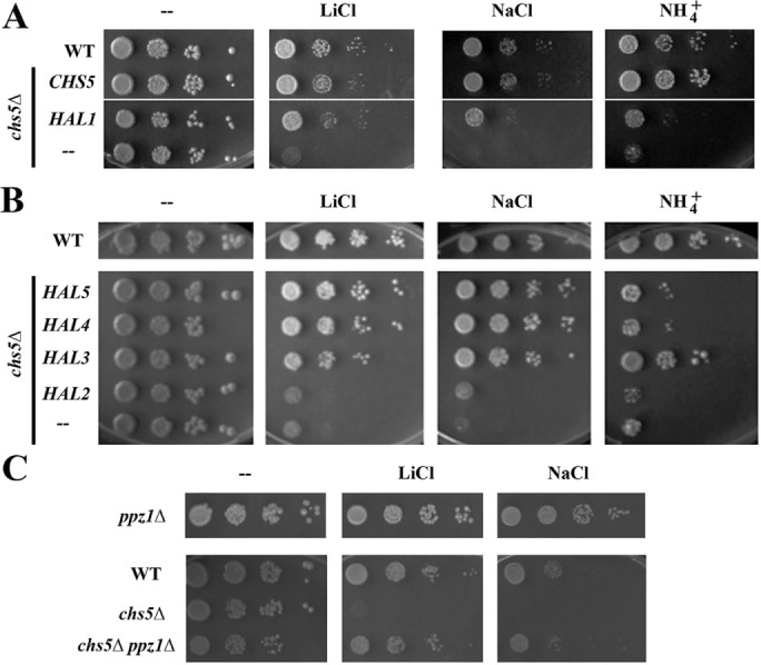 FIGURE 3: