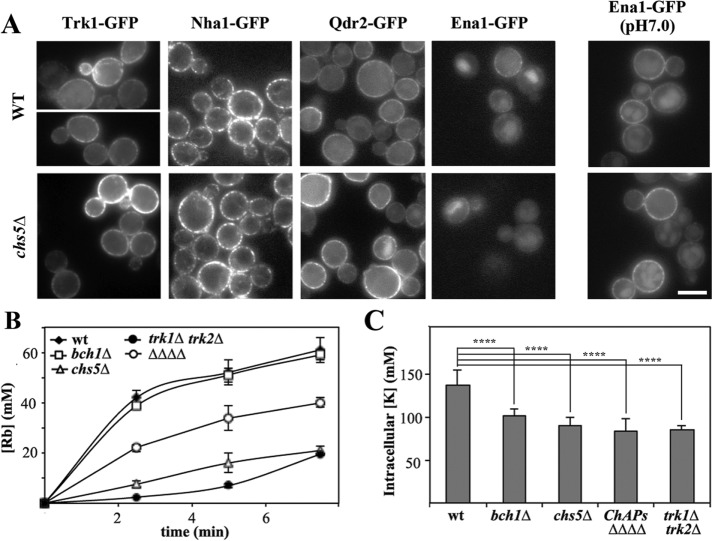 FIGURE 2: