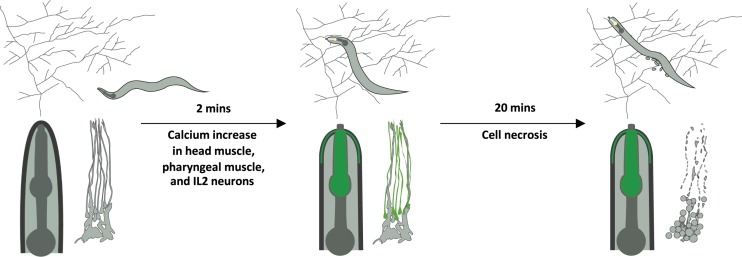 Fig. 7.