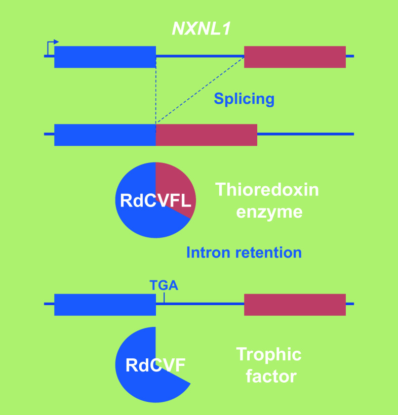 Fig. 6