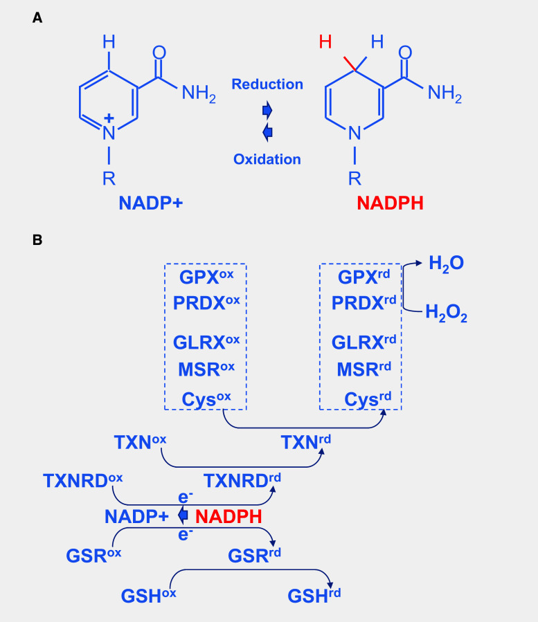 Fig. 9