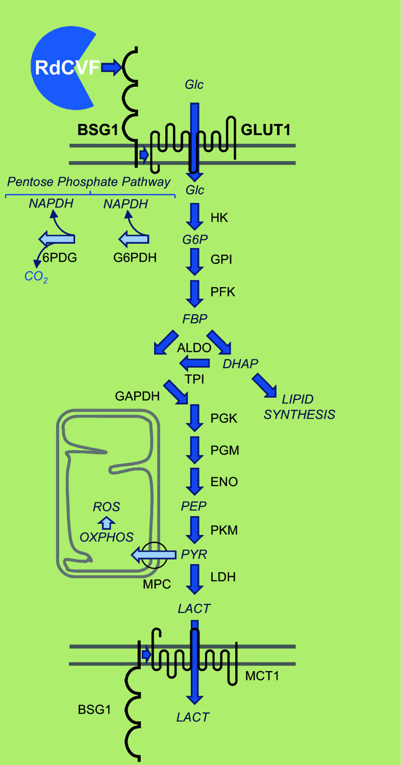 Fig. 7