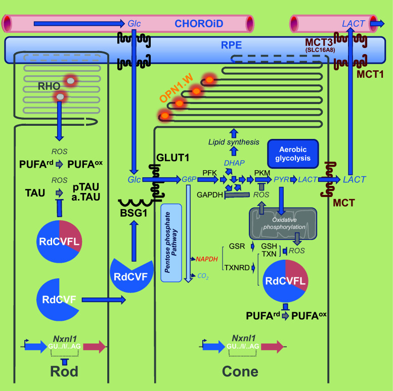 Fig. 10