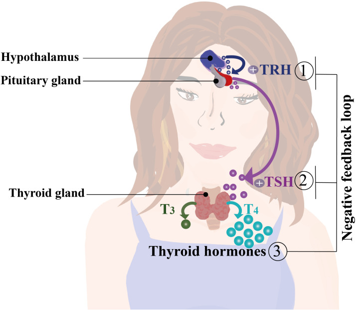 Figure 2