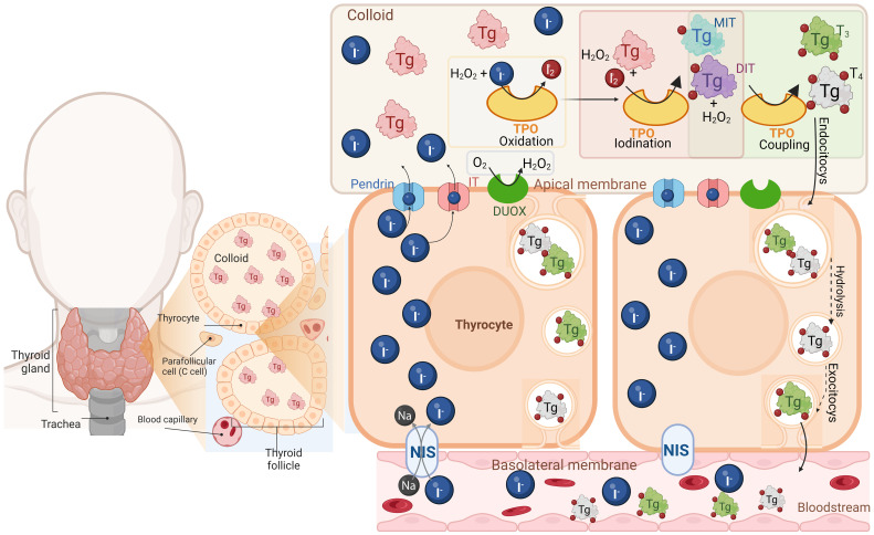 Figure 1