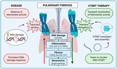 graphic file with name ACEL-24-e70240-g002.jpg