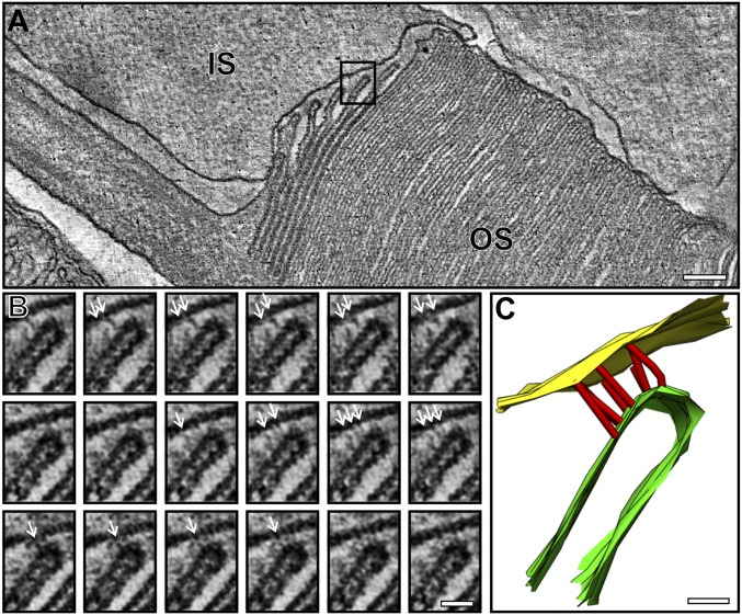 Fig. 3.