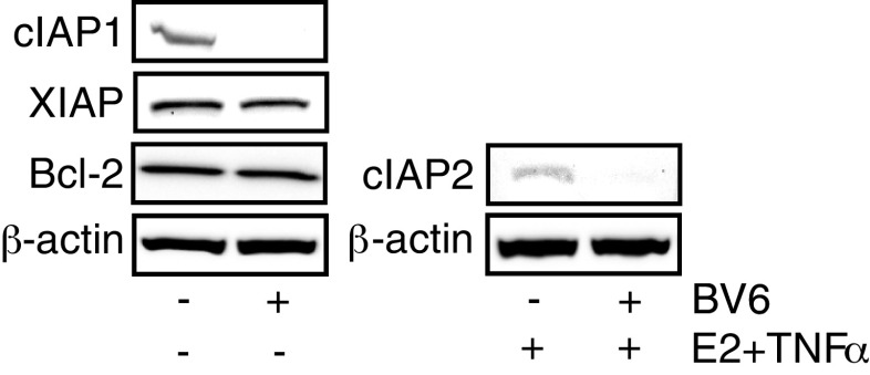 Fig. 5