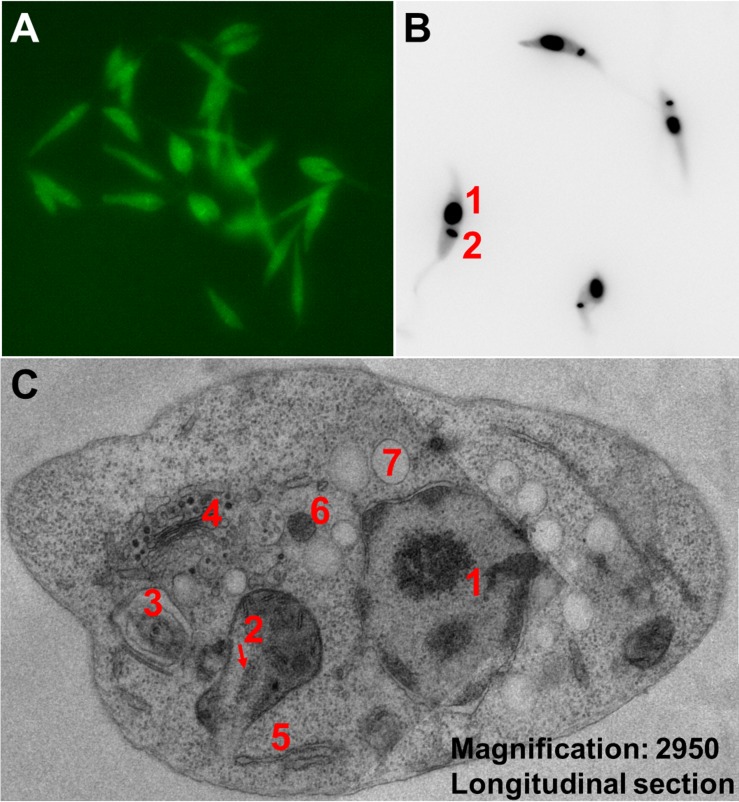 Fig 4