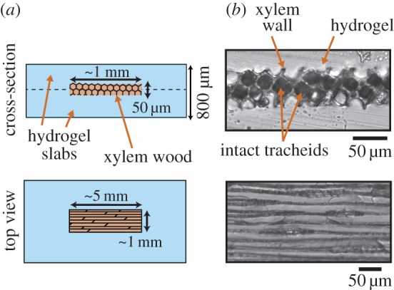 Figure 1.