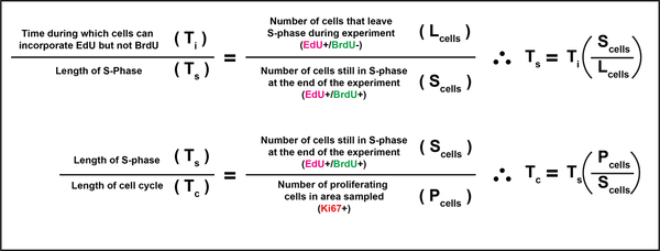 graphic file with name nihms-1509878-f0006.jpg