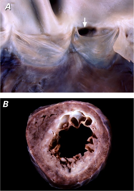 Fig. 5