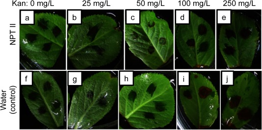 Figure 3. Kanamycin resistance test of apple JM1 leaves infiltrated with the fusion peptide and NPTII complex (a–e) or distilled water (f–j) for 2 days. The amount of NPTII used is approximately 2 µg. The kanamycin concentrations are 0 (a, f), 25 (b, g), 50 (c, h), 100 (d, i) and 250 mg/L (e, j).