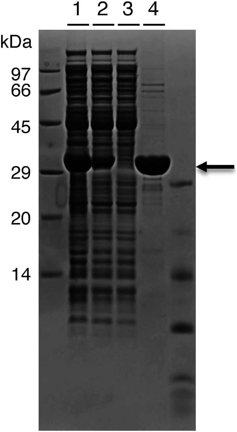 Figure 1. SDS-PAGE analysis of purified NTPII. (Lane 1) Total fraction of cell-free synthesis. (Lane 2) Supernatant fraction. (Lane 3) Flow through after Ni-NTA column. (Lane 4) Elution from Ni-NTA column. The molecular weight of NPTII with His-tag is 32.3 kDa, which is indicated by an arrow.