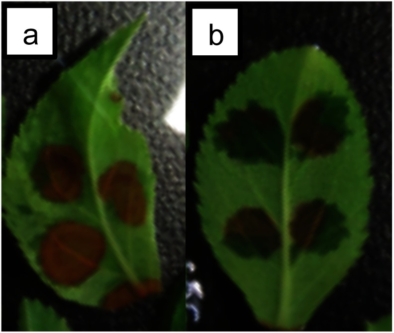 Figure 5. Kanamycin resistance test of apple JM1 leaves infiltrated with either NPTII (a) or fusion peptide (b). The amount of NPTII used is approximately 2 µg. The concentration of kanamycin is 75 mg/L. The incubation time is 2 days.