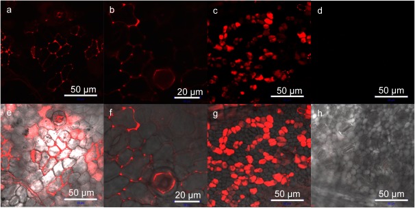 Figure 2. Localization of RhB-labeled NPTII after infiltration of the NPTII and fusion peptide complex in apple leaf cells based on CLSM observations. (a–c) Fluorescence images of RhB-labeled NPTII (red). (d) A fluorescence image of mock control. (e–g) Overlay images of the fluorescence and differential interference contrast images. (h) An overlay image of mock control. (a, e) Apple leaf epidermis cells after 6 h of infiltration. (b, f) Higher magnification image of apple leaf epidermis cells after 6 h of infiltration. (c, g) Spongy mesophyll cells of apple leaf after 6 h of infiltration. (d, h) apple leaf epidermis cells after 6 h of infiltration of the peptide without NPTII protein.