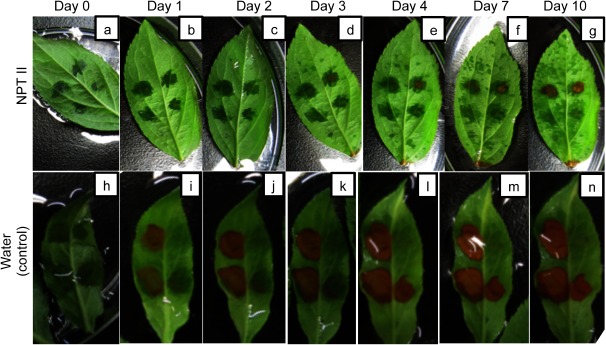 Figure 4. Time-course kanamycin resistance test of apple JM1 leaves infiltrated with the fusion peptide and NPTII complex (a–g) or distilled water (h–n). The amount of NPTII used is approximately 2 µg. The concentration of kanamycin is 75 mg/L.