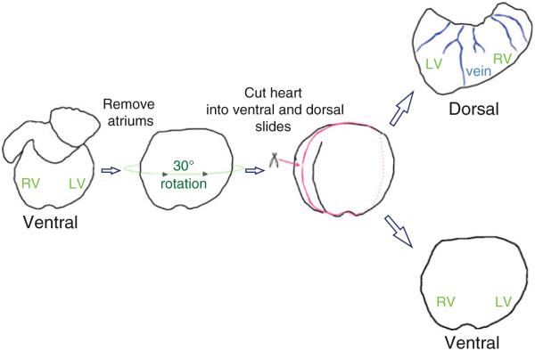 Fig. 2