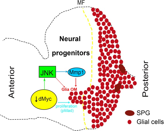 Fig 8