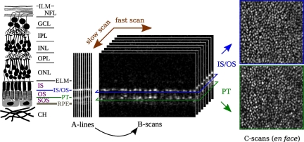 Fig. 1