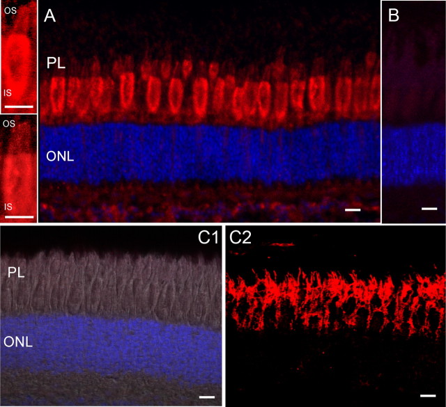 Figure 5.