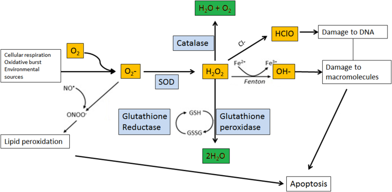 Fig. 1