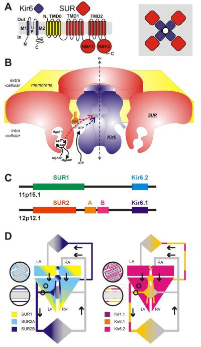 Fig. 1