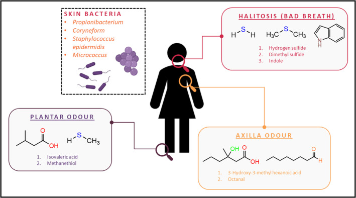 FIGURE 2