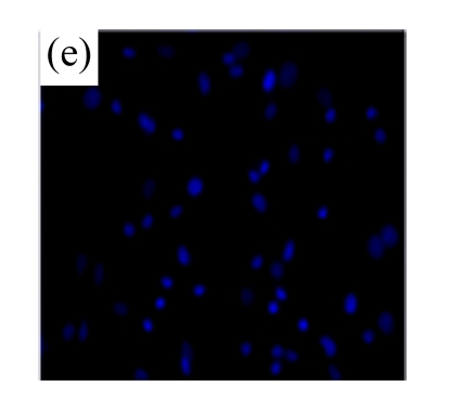 Fig.2