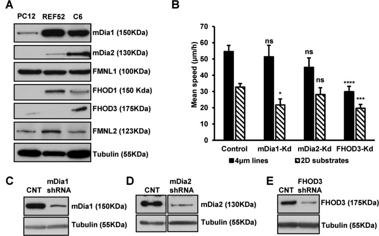 FIGURE 7: