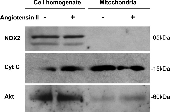 Fig. 9.