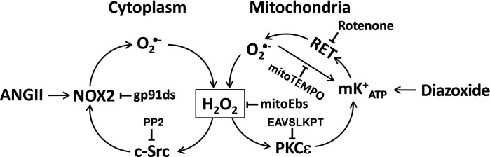 Fig. 11.