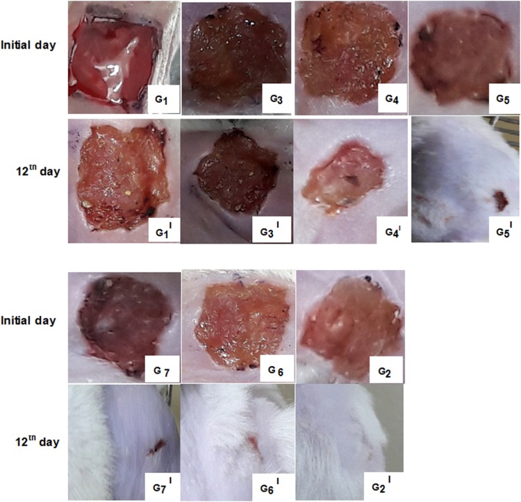 Fig. 12