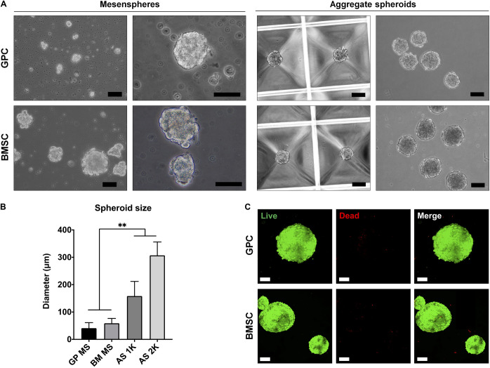 FIGURE 3