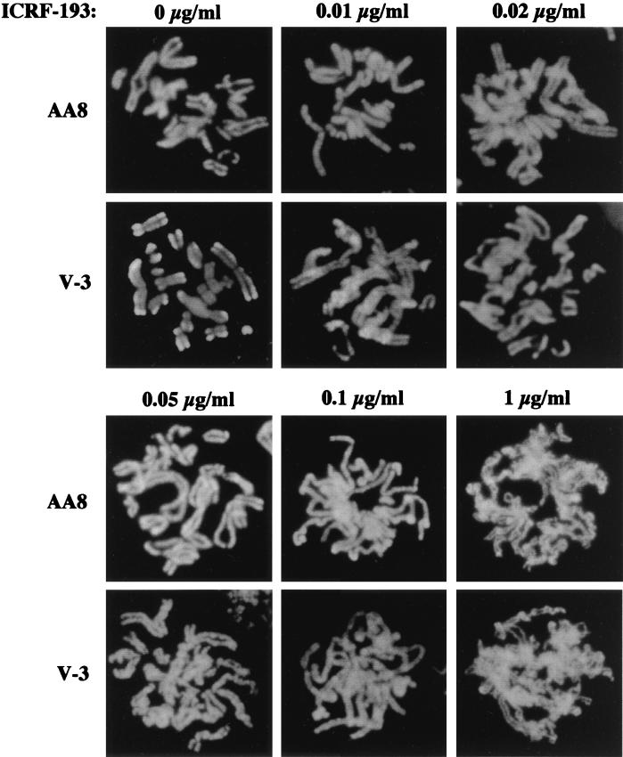 FIG. 10