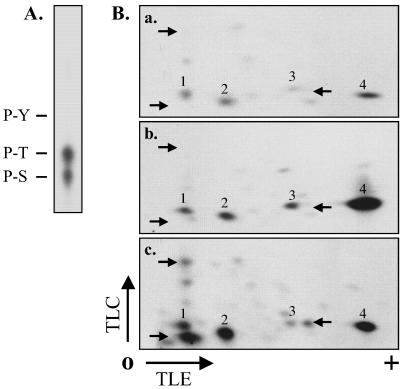 FIG. 8.