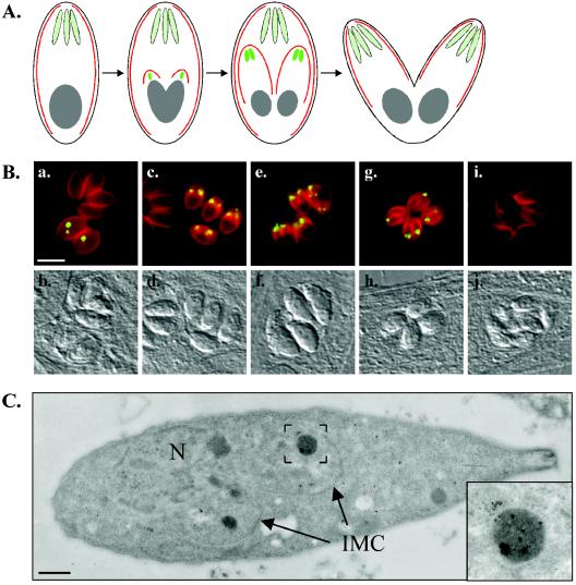 FIG. 5.