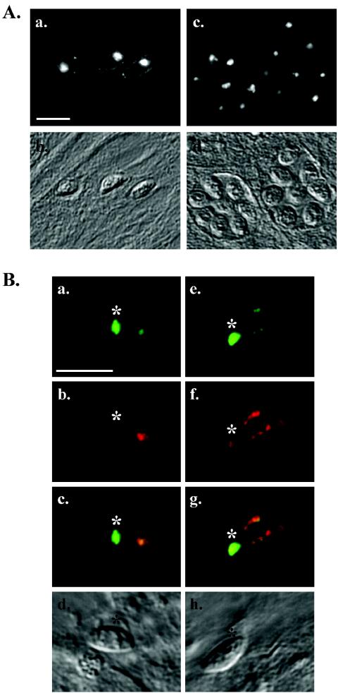 FIG. 6.