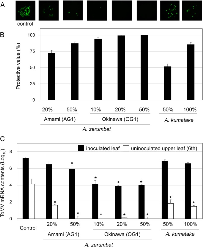 Figure 3. Effects of foliar application of the extracts of Alpinia plants against GFP-tagged ToMV virions. Nicotiana benthamiana plants were treated with water and the extracts of Alpinia plants (A. zerumbet isolates OG1 and AG1, and Alpinia kumatake isolate KB1), then inoculated with GFP-tagged ToMV 3 days after treatment. (A) GFP foci formed on N. benthamiana at 3 dpi. Pictures were taken under blue-light irradiation with ChemiDoc™ MP Imaging System (Bio-rad, USA). (B) The number of GFP spots formed on the inoculated leaves was calculated at 3 dpi. Protective value=(1−number of GFP spots formed on treated plants/number of GFP spots formed on untreated plants)×100. (C) Levels of ToMV mRNA accumulation in inoculated and uninoculated upper leaves collected at 3 dpi. Bars indicate the standard error (SE). The experiment was independently performed twice (n>3 per experiment). Asterisks indicate significant differences between the control and treated plants at each leaf position by one-way ANOVA with Dunnett’s multiple comparisons test (p<0.01).