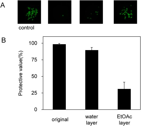 Figure 6. Effects of foliar application of the extract of A. zerumbet isolate OG1 separated by ethyl acetate as plant protection against GFP-tagged ToMV virions. The plants were treated with ethyl acetate and the extract present in the water layers, and then inoculated with GFP-tagged ToMV 3 days after treatment. (A) GFP foci formed on N. benthamiana at 3 dpi. Pictures were taken under blue-light irradiation with ChemiDoc™ MP Imaging System (Bio-rad, USA). (B) The number of GFP spots formed on the inoculated leaves was calculated at 3 dpi. Bars indicate the standard error (SE). The experiment was independently performed twice (n>3 per experiment).