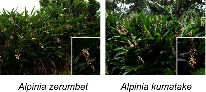 Figure 1. Alpinia plants grown in Okinawa (A) Alpinia zerumbet and (B) Alpinia kumatake.