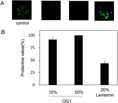 Figure 5. Effects of foliar application of the extracts from A. zerumbet plants against GFP-tagged TMV virions. The plants were treated with water, the extracts from A. zerumbet isolate OG1, and Lentemin, and then inoculated with GFP-tagged TMV 3 days after treatment. (A) GFP foci formed on N. benthamiana at 3 dpi. Pictures were taken under blue-light irradiation with ChemiDoc™ MP Imaging System (Bio-rad, USA). (B) The number of GFP spots formed on the inoculated leaves was calculated at 3 dpi. Bars indicate the standard error (SE). The experiment was independently performed twice (n>3 per experiment).