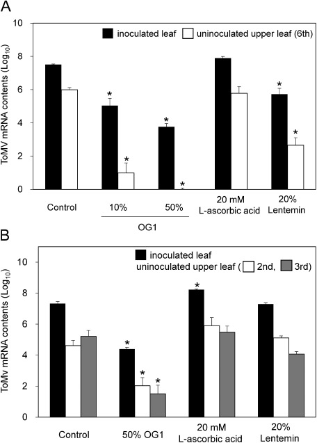 Figure 4. Comparison of antiviral effects of the extracts of A. zerumbet and antiviral reagents in (A) N. benthamiana and (B) tomato plants after inoculation with GFP-tagged ToMV. The plants were treated with water, the extracts of A. zerumbet isolate OG1, L-ascorbic acid, and Lentemin. The third true leaf of N. benthamiana and the first true leaf of tomato were inoculated with the GFP-tagged ToMV inoculum 3 days after treatment. Levels of ToMV mRNA accumulation in inoculated and uninoculated upper leaves collected at 3 dpi (N. benthamiana) and 6 dpi (tomato) are shown. Bars indicate the standard error (SE). The experiment was independently performed twice (n>3 per experiment). Asterisks indicate significant differences between the control and treated plants at each leaf position by one-way ANOVA with Dunnett’s multiple comparisons test (p<0.01).